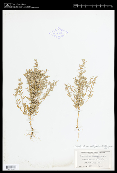 Herbarium Sheet of 